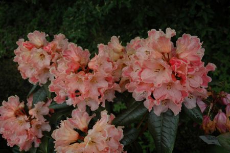 Rhodo Spotlight